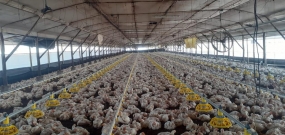 PUBLIRREPORTAJE: Empresa avícola El Rocío S.A. reconocida por cumplir con altos estándares de calidad