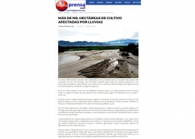 Más de mil hectáreas de cultivo afectadas por lluvias (Fuente: Trujillo Prensa)