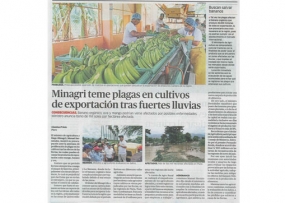 Minagri teme plagas en cultivos de exportación tras fuertes lluvias (Fuente: La República)