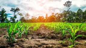 La nueva Ley Agraria: Luego de un año de su emisión