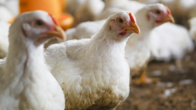 CCLL: Más de 5 millones de dosis contra la gripe aviar llegaron a La Libertad para vacunación de aves